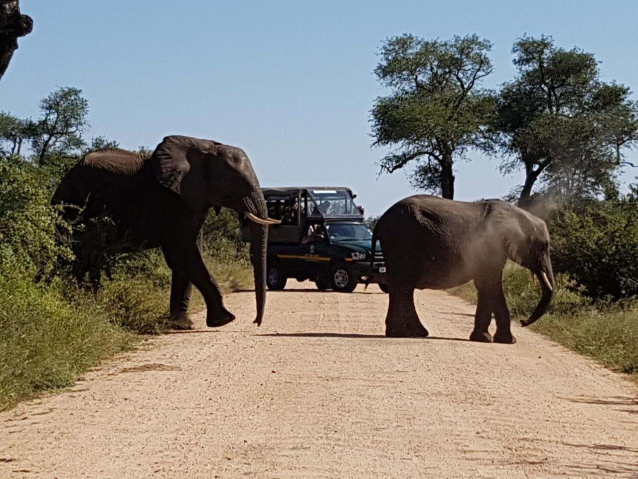 Ekhaya Bush Lodge Hoedspruit Zewnętrze zdjęcie